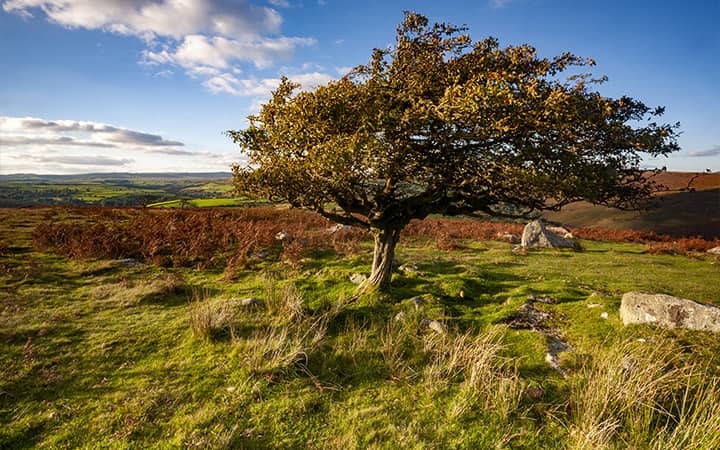 Un albero sull'altopiano del Parco Nazionale di Dartmoor nel Devon - Tour Inghilterra del sud e Cornovaglia 8 giorni